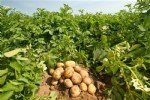 Patateste Bitki Besleme Ve Gübreleme Nasıl Yapılır?