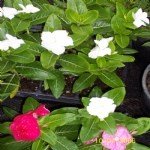 Süs Bitkileri Resimleri