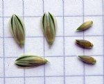 Phalaris Brachystachys Link. (Kuş Yemi)