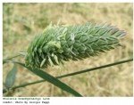Phalaris Brachystachys Link. (Kuş Yemi)