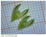 Phalaris Brachystachys Link. (Kuş Yemi)
