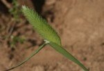 Phalaris Brachystachys Link. (Kuş Yemi)