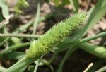 Phalaris Brachystachys Link. (Kuş Yemi)