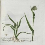Phalaris Canariensis L. (Uzun Başaklı Kuş Yemi)