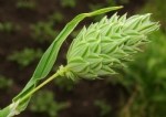 Phalaris Canariensis L. (Uzun Başaklı Kuş Yemi)
