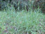 Phalaris Paradoxa L. (Yumuşak Başaklı Kuş Yemi)