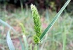 Phalaris Paradoxa L. (Yumuşak Başaklı Kuş Yemi)