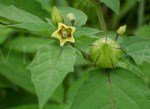 Physalis Angulata L. (Çukurova Fener Otu) Nedir?