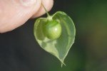 Physalis Angulata L. (Çukurova Fener Otu) Nedir?