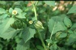 Physalis Angulata L. (Çukurova Fener Otu) Nedir?