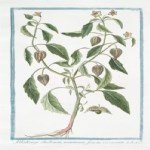 Physalis Angulata L. (Çukurova Fener Otu) Nedir?