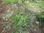 Poa Annua L. (Tek Yıllık Salkım Otu)