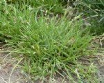 Poa Annua L. (Tek Yıllık Salkım Otu)