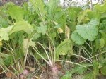 Yem Şalgamı (Brassica Rapa) Yetiştiriciliği Nasıl Yapılır? Yem Şalgamı (Brassica Rapa) Yetiştiriciliği Nasıl Yapılır?