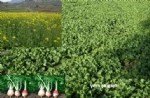 Yem Şalgamı (Brassica Rapa) Yetiştiriciliği Nasıl Yapılır? Yem Şalgamı (Brassica Rapa) Yetiştiriciliği Nasıl Yapılır?