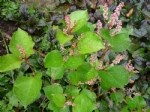Polygonum Bitkisi (Labadagiller)