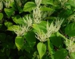 Polygonum Bitkisi (Labadagiller)