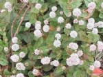 Polygonum Bitkisi (Labadagiller)