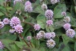 Polygonum Bitkisi (Labadagiller)