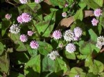 Polygonum Bitkisi (Labadagiller)