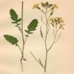 Raphanus Raphanistrum L.: Yabani Turp Nedir?