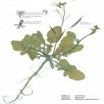 Raphanus Raphanistrum L.: Yabani Turp Nedir?