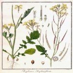 Raphanus Raphanistrum L.: Yabani Turp Nedir?