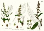 Rumex Bitkisi Nedir? Labada Ve Kuzukulağının Faydaları Ve Kullanımı
