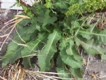 Rumex Bitkisi Nedir? Labada Ve Kuzukulağının Faydaları Ve Kullanımı