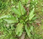 Rumex Bitkisi Nedir? Labada Ve Kuzukulağının Faydaları Ve Kullanımı