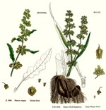 Rumex Bitkisi Nedir? Labada Ve Kuzukulağının Faydaları Ve Kullanımı