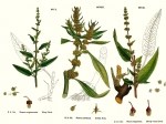 Rumex Bitkisi Nedir? Labada Ve Kuzukulağının Faydaları Ve Kullanımı