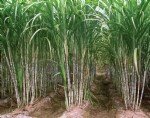 Şeker Kamışı Yetiştiriciliği Nasıl Yapılır? Şeker Kamışı Yetiştiriciliği Nasıl Yapılır?