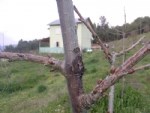 Bakteriyel Kanser Ve Zamklanma Hastalığı Belirtileri Ve Mücadelesi