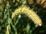 Seteria Verticillata (L.) P.b. (Kirpi Darı)