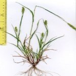 Seteria Viridis (L.) P.b. (Yeşil Cin Darısı)