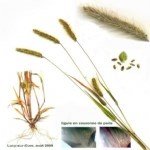 Seteria Viridis (L.) P.b. (Yeşil Cin Darısı)