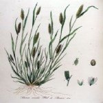 Seteria Viridis (L.) P.b. (Yeşil Cin Darısı)