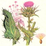 Silybum Marianum: Meryem Ana Dikeni (Kangal) Nedir?