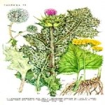 Silybum Marianum: Meryem Ana Dikeni (Kangal) Nedir?