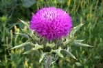 Silybum Marianum: Meryem Ana Dikeni (Kangal) Nedir?