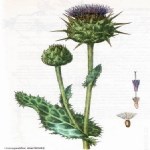 Silybum Marianum: Meryem Ana Dikeni (Kangal) Nedir?