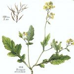 Sinapis Arvensis L. (Yabani Hardal) Nedir?