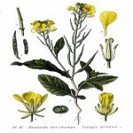 Sinapis Arvensis L. (Yabani Hardal) Nedir?