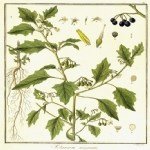 Solanum Nigrum L. (Köpek Üzümü) Otu