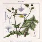 Sonchus Oleraceus L. (Adi Eşek Marulu) Otu