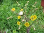 Sonchus Oleraceus L. (Adi Eşek Marulu) Otu