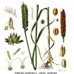 Sorghum Halepense (L.) Pers. (Kanyaş, Geliç)