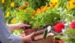 Süs Bitkileri Yetiştiriciliği Nasıl Yapılır?