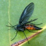 Evde Tatarcık Böceği Mücadelesi: Nem Kontrolü Ve Etkili Yöntemler